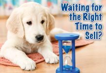 ReaMark Products: Waiting Dog