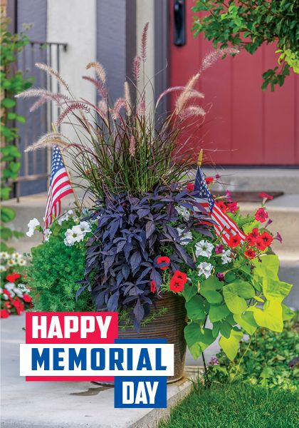 Holiday Cards: Memorial Day Patriotic Plant