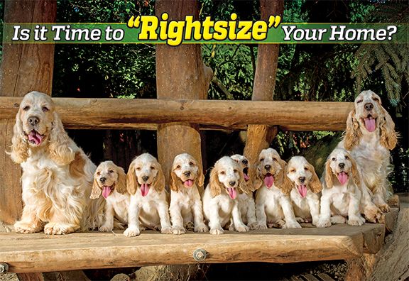 ReaMark Products: Rightsize Dog Family