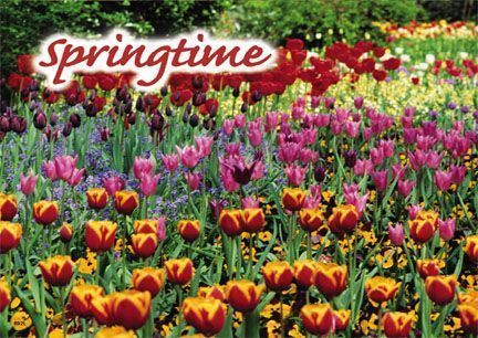 ReaMark Products: Springtime Laser