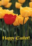 Holiday Cards: Tulip Easter