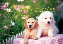 Holiday Cards: Easter Dogs