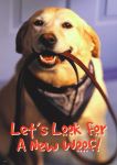 Clearance: Dog With Leash