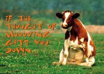 Clearance: March: Moooving Cow