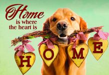 Holiday Cards: Dog, Home & Hearts
